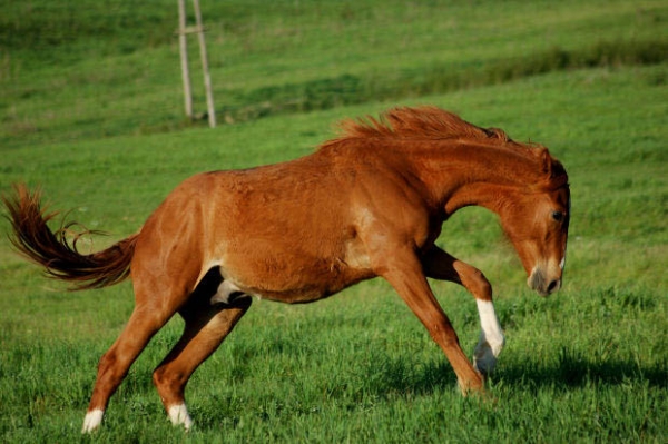 Creation of Sunset Mustang Challenge: Step 3